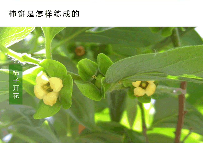 富平霜降柿餅網(wǎng)絡(luò)營銷