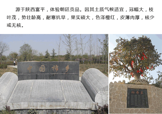 富平霜降柿餅網(wǎng)絡(luò)營銷