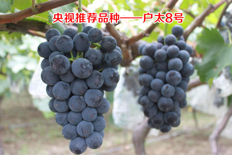 戶太八號葡萄淘寶眾籌