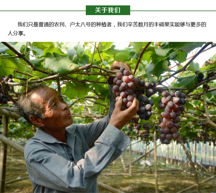 戶太八號葡萄淘寶眾籌