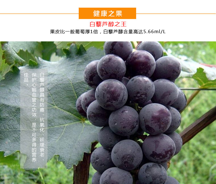 戶太八號葡萄淘寶眾籌
