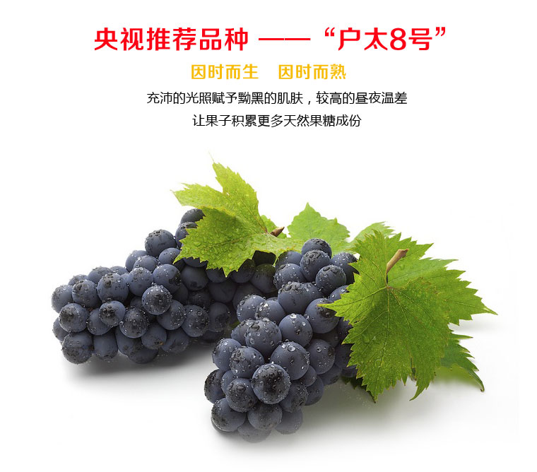 戶太八號葡萄淘寶眾籌