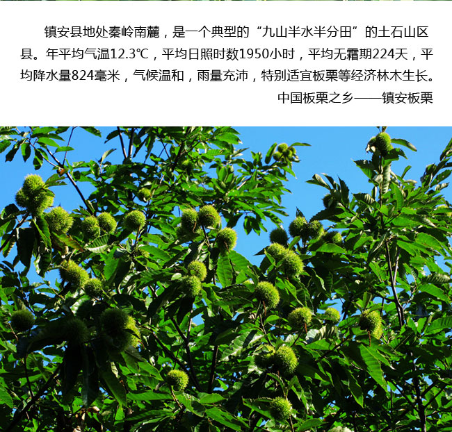 地方農(nóng)特產(chǎn)鎮(zhèn)安板栗網(wǎng)絡(luò)營銷