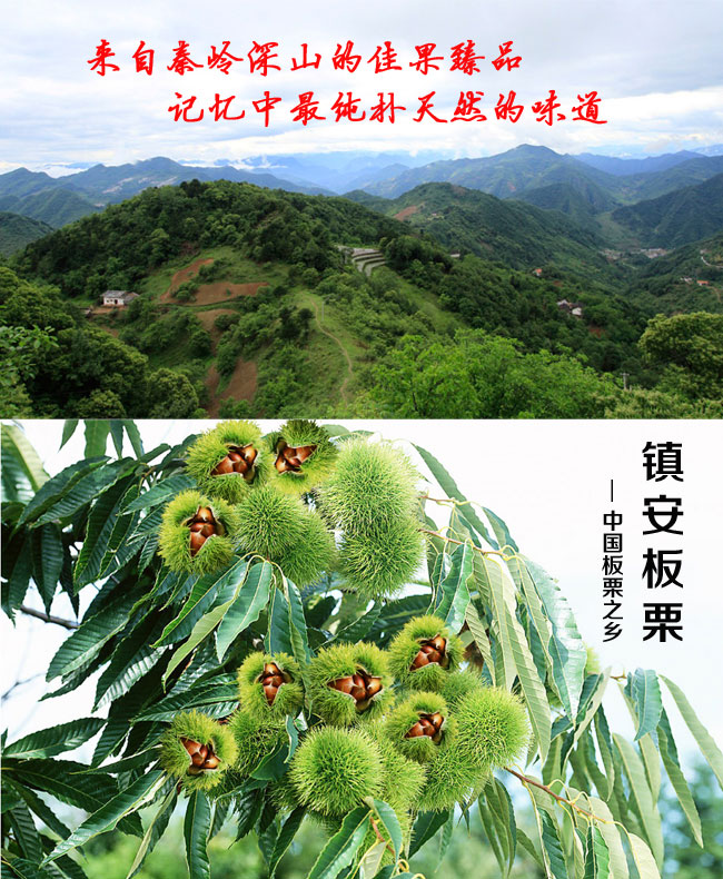 地方農(nóng)特產(chǎn)鎮(zhèn)安板栗網(wǎng)絡(luò)營銷