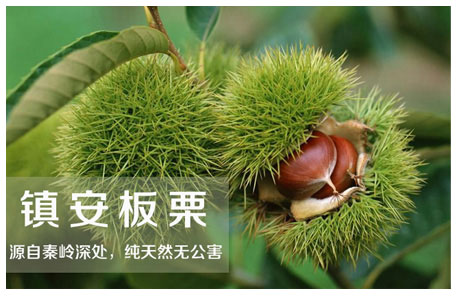 地方農(nóng)特產(chǎn)鎮(zhèn)安板栗網(wǎng)絡(luò)營(yíng)銷