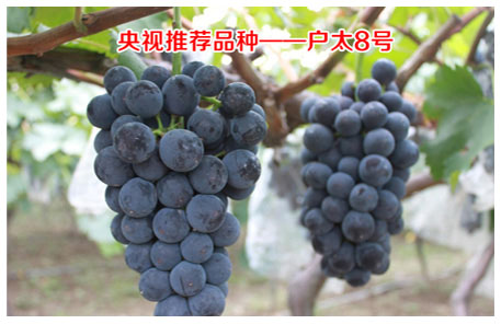 戶太八號(hào)葡萄淘寶眾籌